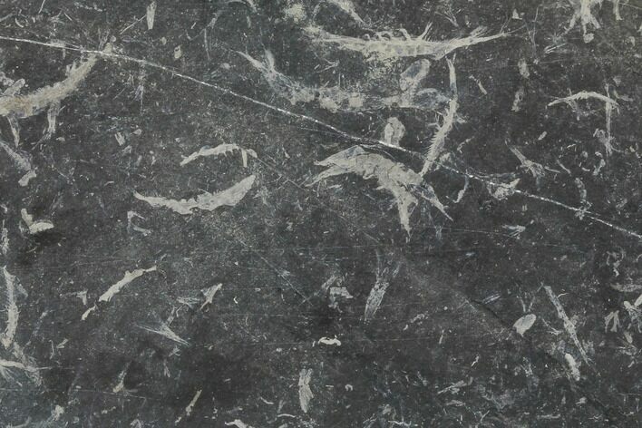 Plate Of Carboniferous Shrimp (Waterstonella) - Scotland #118967